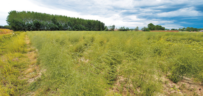Orti di Cascina Rubina Orti di Cascina Rubina