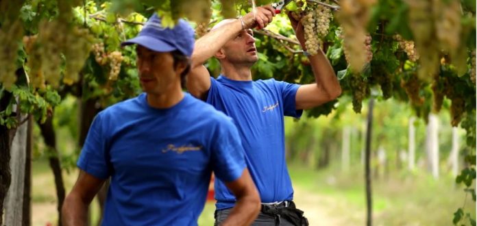 Cantina Produttori Erbaluce di Caluso