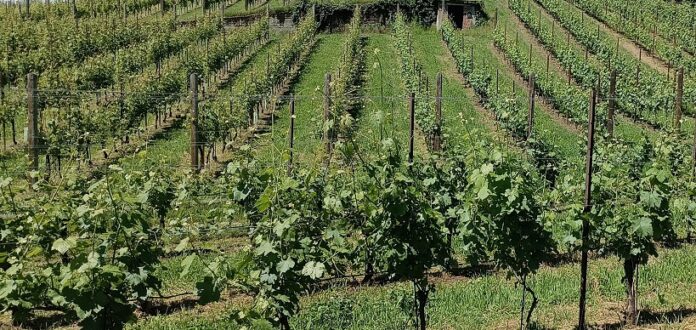 Azienda vitivinicola Roberto Crosio