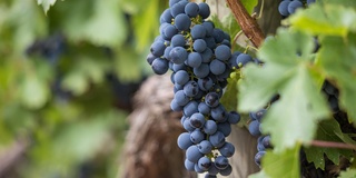 Etichettatura vini: proroga al 30 giugno 2024