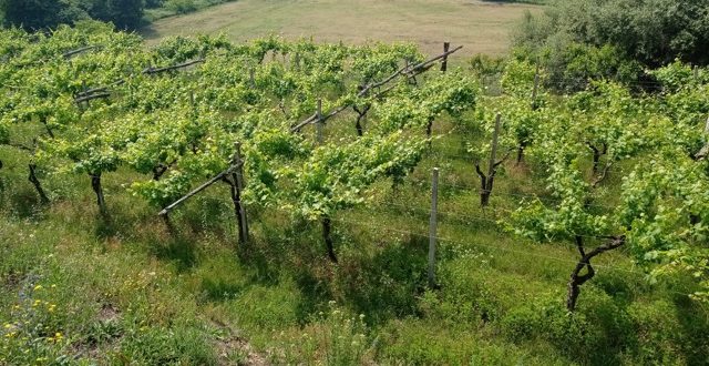 Cantina della Serra