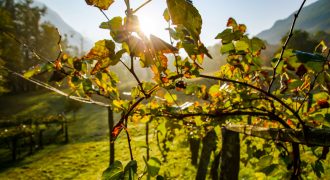 Clima e vite. Un approccio interdisciplinare per tutelare un patrimonio comune