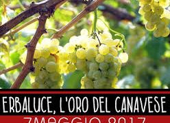 7/05/2017: Erbaluce, l’Oro del Canavese