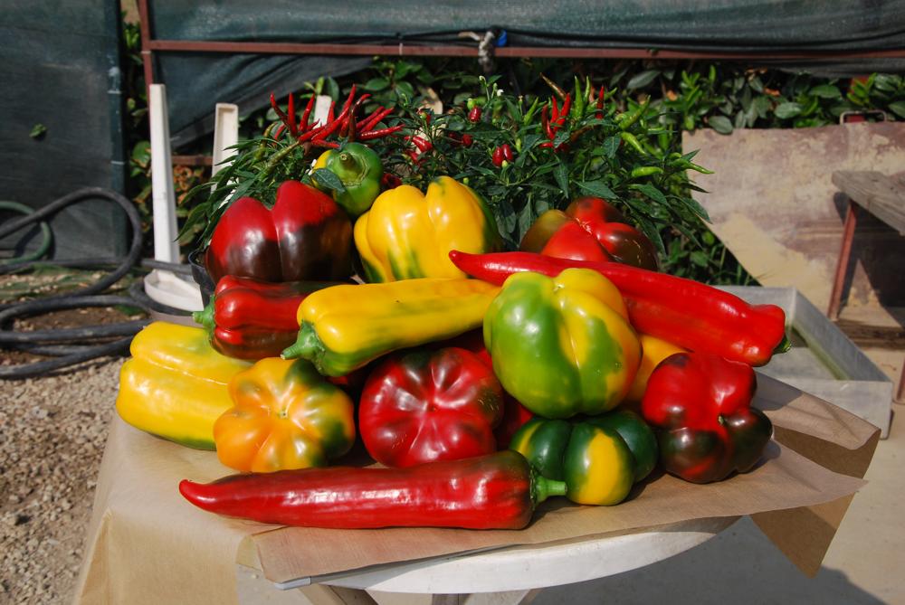 Consorzio del Peperone di Carmagnola Aziende agricole in Carmagnola